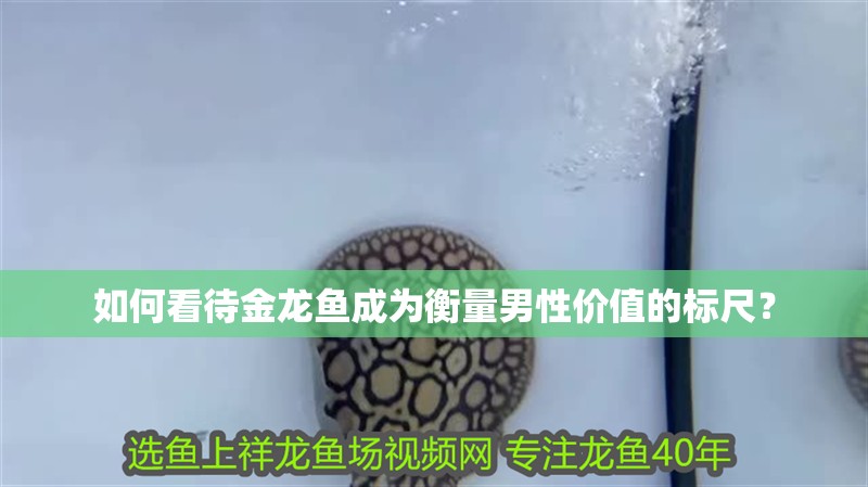 如何看待金龍魚(yú)成為衡量男性價(jià)值的標(biāo)尺？ 如何看待金龍魚(yú)成為衡量男性價(jià)值的標(biāo)尺？ 龍魚(yú)百科