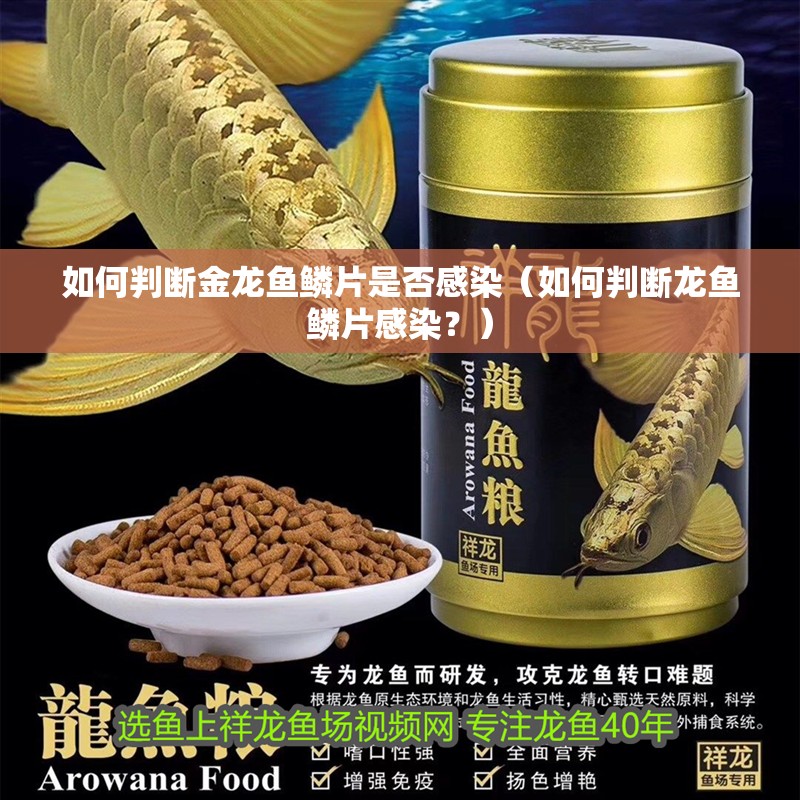 如何判斷金龍魚鱗片是否感染（如何判斷龍魚鱗片感染？）