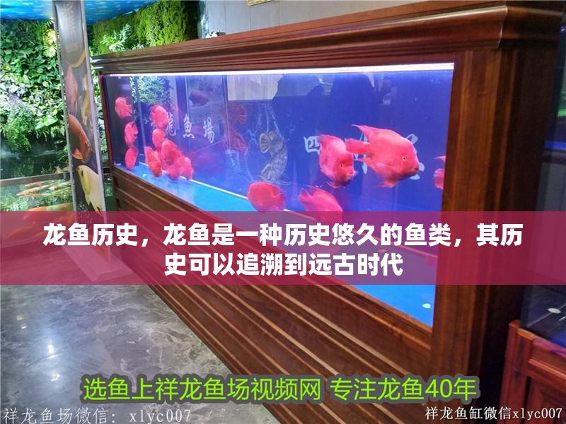 龍魚歷史，龍魚是一種歷史悠久的魚類，其歷史可以追溯到遠古時代 龍魚歷史，龍魚是一種歷史悠久的魚類，其歷史可以追溯到遠古時代 龍魚百科 第2張