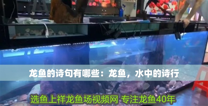 龍魚的詩句有哪些：龍魚，水中的詩行