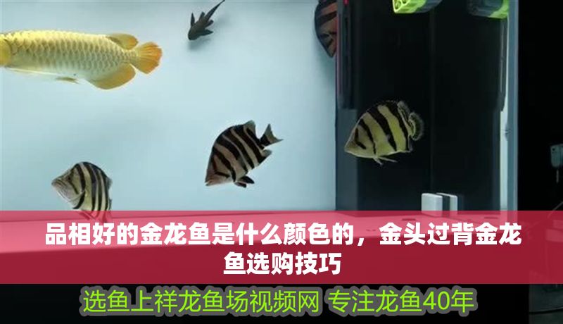 品相好的金龍魚是什么顏色的，金頭過背金龍魚選購技巧