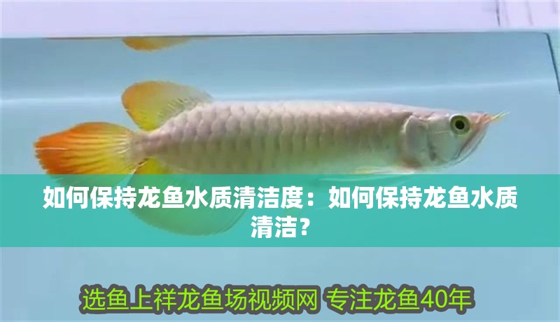 如何保持龍魚水質清潔度：如何保持龍魚水質清潔？