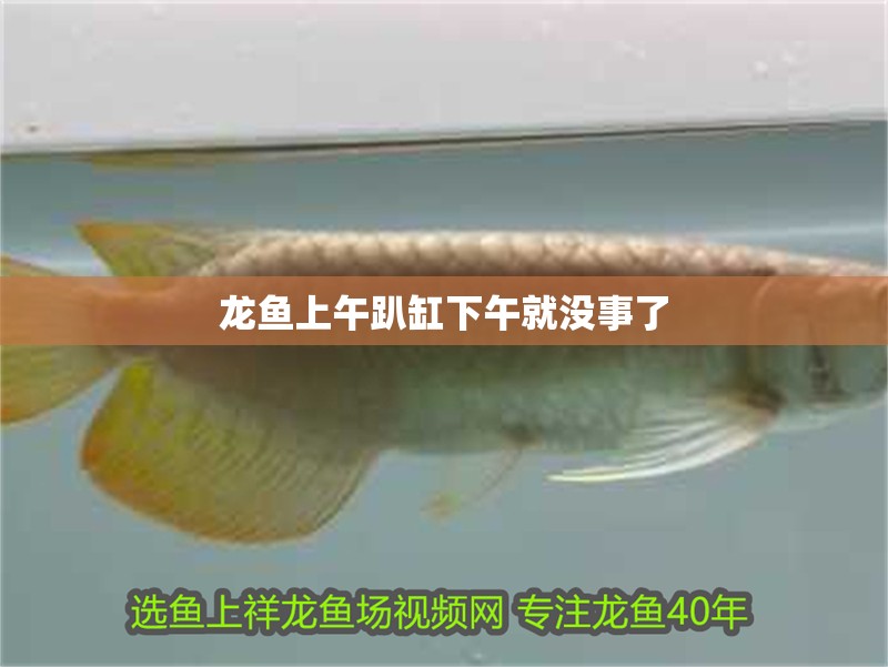 龍魚上午趴缸下午就沒事了