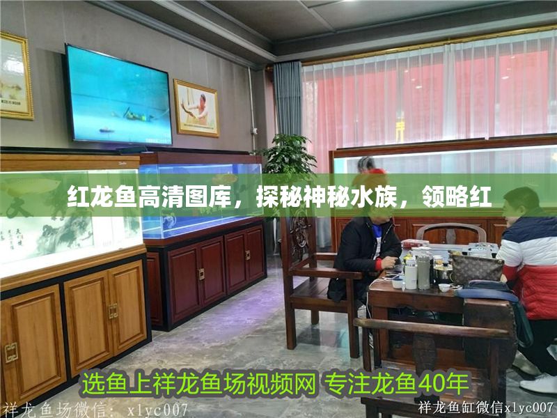 紅龍魚高清圖庫，探秘神秘水族，領略紅