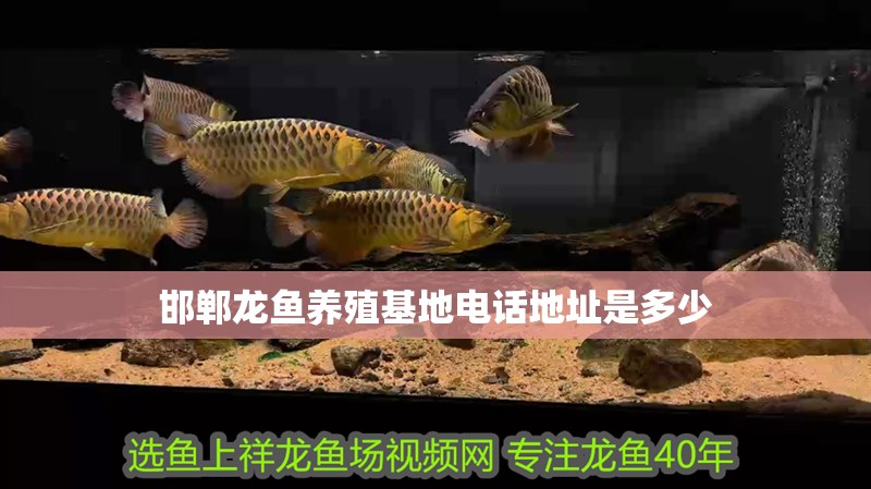 魚缸用增氧泵價格是多少:魚缸增氧機-xtrac增氧機-xtrac增氧機 邯鄲龍魚養殖基地電話地址是多少 龍魚百科 邯鄲龍魚養殖基地電話地址是多少 邯鄲龍魚養殖基地電話地址是多少 龍魚百科