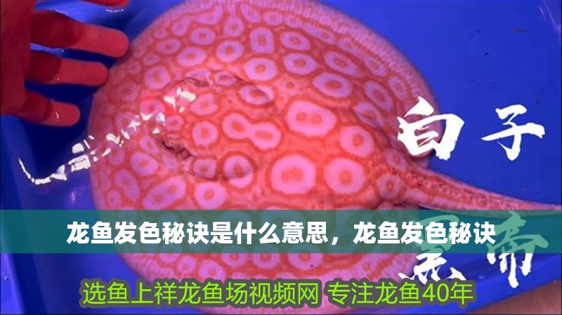 龍魚發(fā)色秘訣是什么意思，龍魚發(fā)色秘訣 龍魚發(fā)色秘訣是什么意思，龍魚發(fā)色秘訣 龍魚百科 第2張