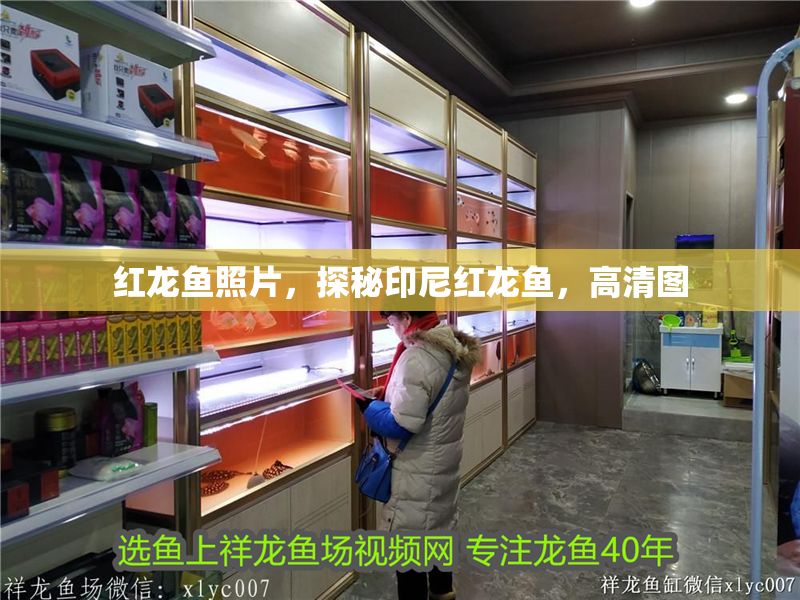 紅龍魚照片，探秘印尼紅龍魚，高清圖