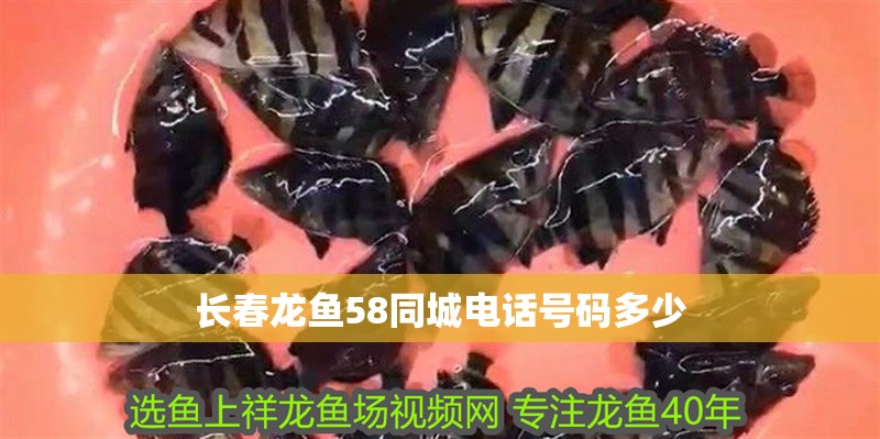 紅龍魚用黃燈烤有用嗎 長春龍魚58同城電話號碼多少 龍魚百科 長春龍魚58同城電話號碼多少 長春龍魚58同城電話號碼多少 龍魚百科