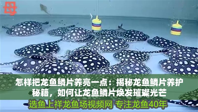 怎樣把龍魚鱗片養亮一點：揭秘龍魚鱗片養護秘籍，如何讓龍魚鱗片煥發璀璨光芒