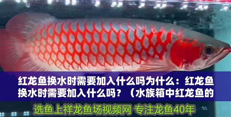 紅龍魚換水時需要加入什么嗎為什么：紅龍魚換水時需要加入什么嗎？（水族箱中紅龍魚的水質管理）