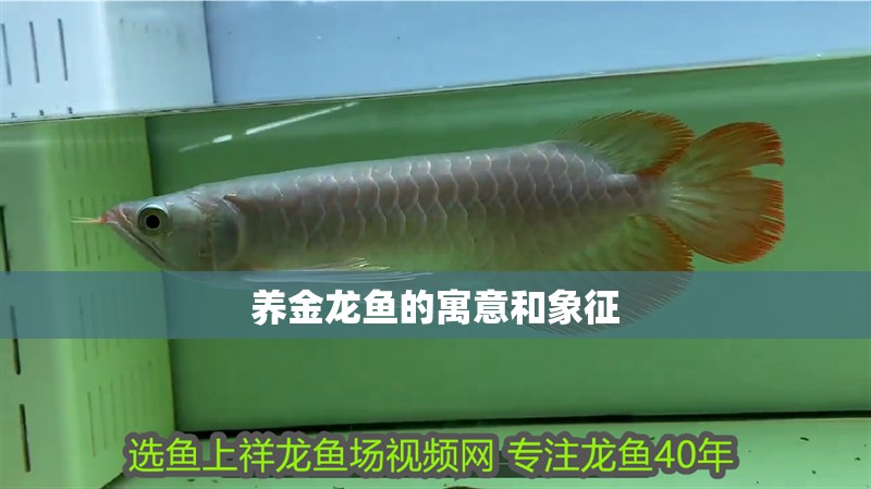 養(yǎng)金龍魚的寓意和象征