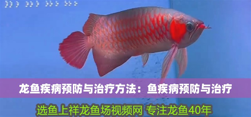 龍魚疾病預防與治療方法：魚疾病預防與治療
