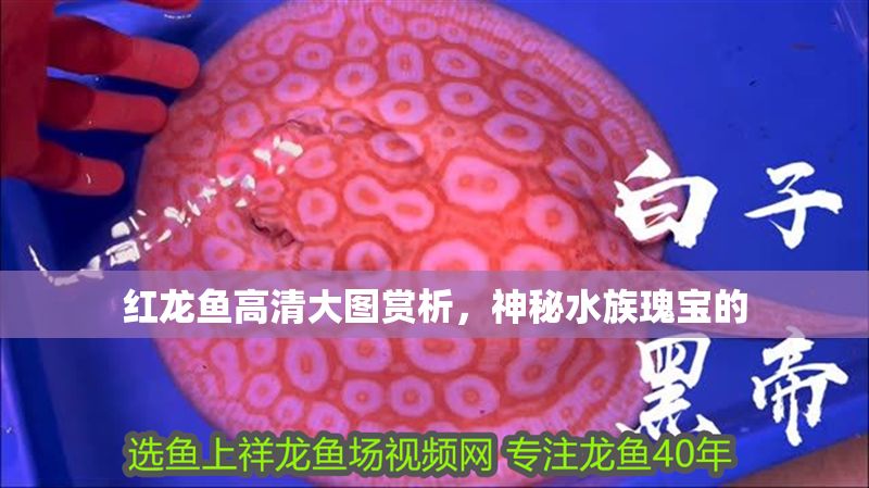 紅龍魚高清大圖賞析，神秘水族瑰寶的