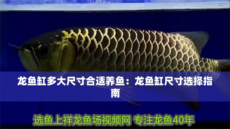 龍魚缸多大尺寸合適養魚：龍魚缸尺寸選擇指南