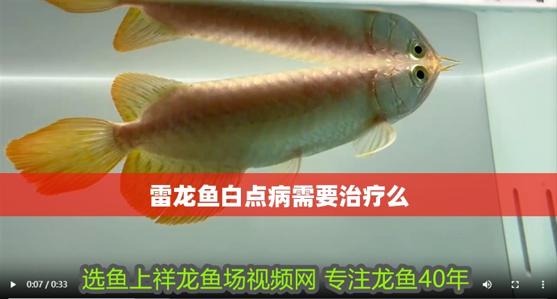 雷龍魚(yú)白點(diǎn)病需要治療么 雷龍魚(yú)白點(diǎn)病需要治療么 龍魚(yú)百科