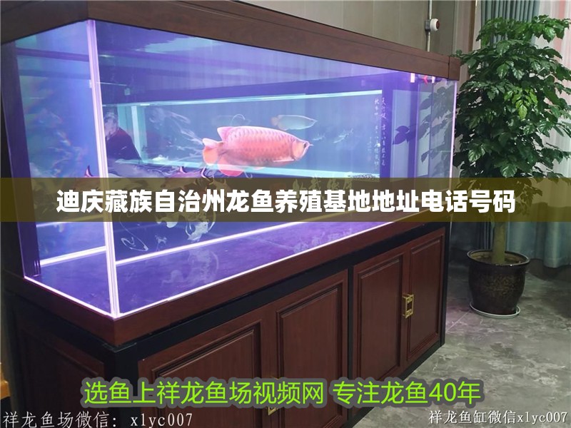 龍魚干蝦有營(yíng)養(yǎng)嗎 迪慶藏族自治州龍魚養(yǎng)殖基地地址電話號(hào)碼 龍魚百科 迪慶藏族自治州龍魚養(yǎng)殖基地地址電話號(hào)碼 迪慶藏族自治州龍魚養(yǎng)殖基地地址電話號(hào)碼 龍魚百科