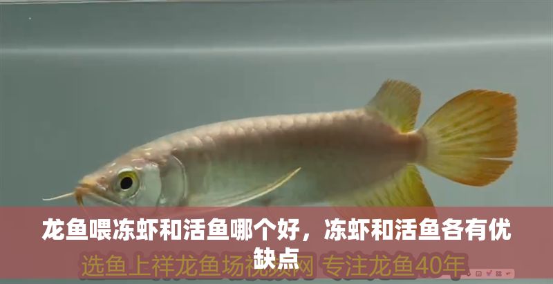 龍魚喂凍蝦和活魚哪個好，凍蝦和活魚各有優缺點 龍魚喂凍蝦和活魚哪個好，凍蝦和活魚各有優缺點 龍魚百科 第2張