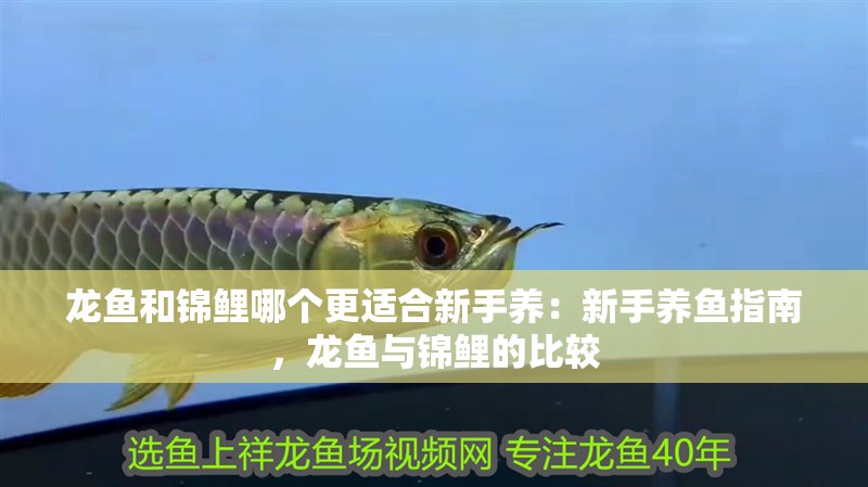 龍魚和錦鯉哪個更適合新手養：新手養魚指南，龍魚與錦鯉的比較