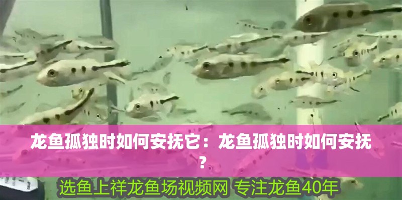 龍魚孤獨時如何安撫它：龍魚孤獨時如何安撫？