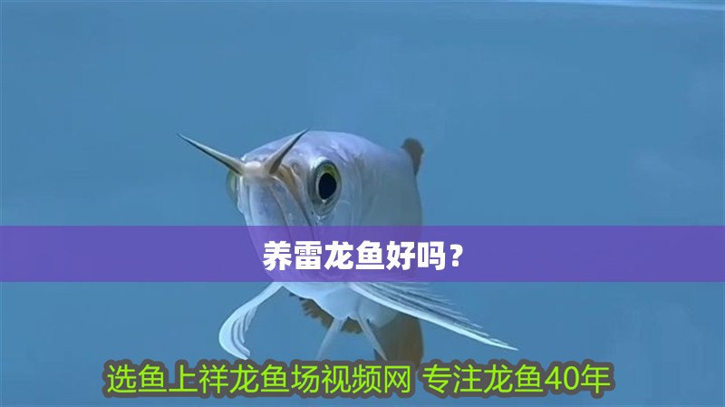 養雷龍魚好嗎？