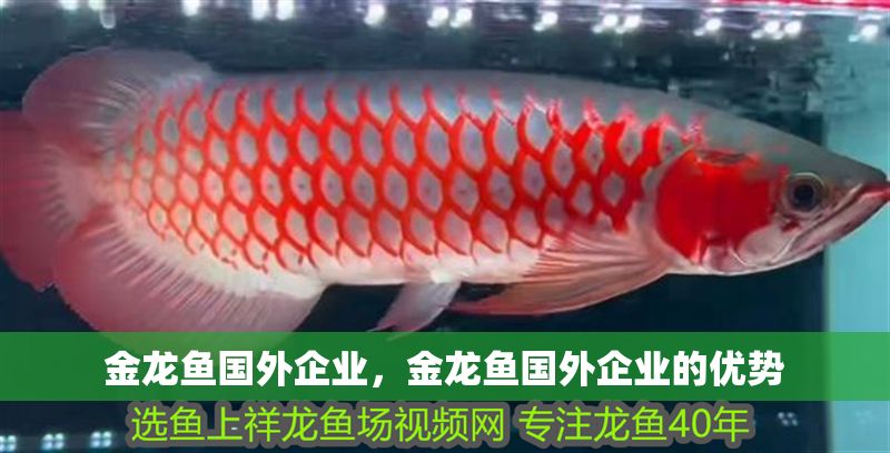 金龍魚國外企業，金龍魚國外企業的優勢