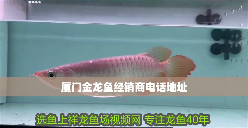 廈門金龍魚經銷商電話地址 廈門金龍魚經銷商電話地址 龍魚百科