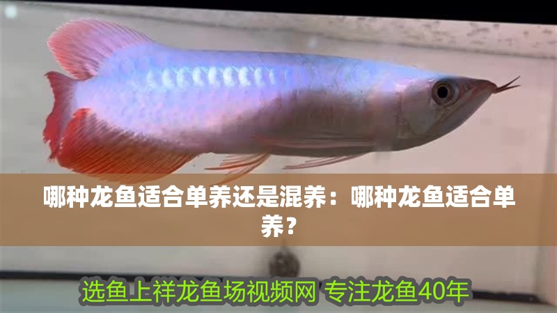 哪種龍魚適合單養還是混養：哪種龍魚適合單養？