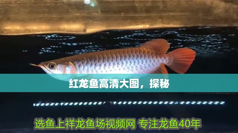 紅龍魚高清大圖，探秘