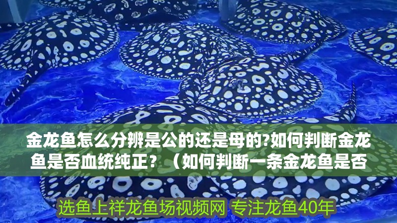 金龍魚怎么分辨是公的還是母的?如何判斷金龍魚是否血統純正？（如何判斷一條金龍魚是否血統純正）