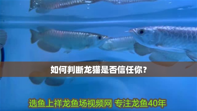 如何判斷龍貓是否信任你？