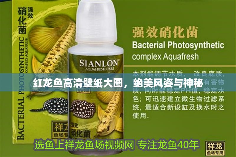 紅龍魚(yú)高清壁紙大圖，絕美風(fēng)姿與神秘