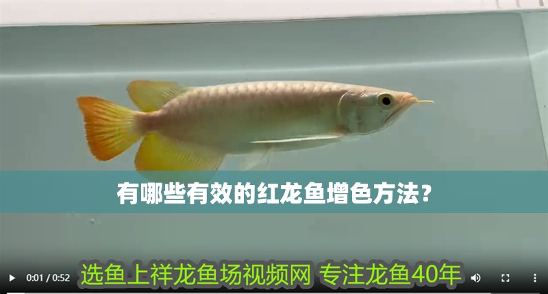 有哪些有效的紅龍魚(yú)增色方法？