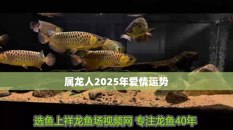 屬龍人2025年愛情運(yùn)勢