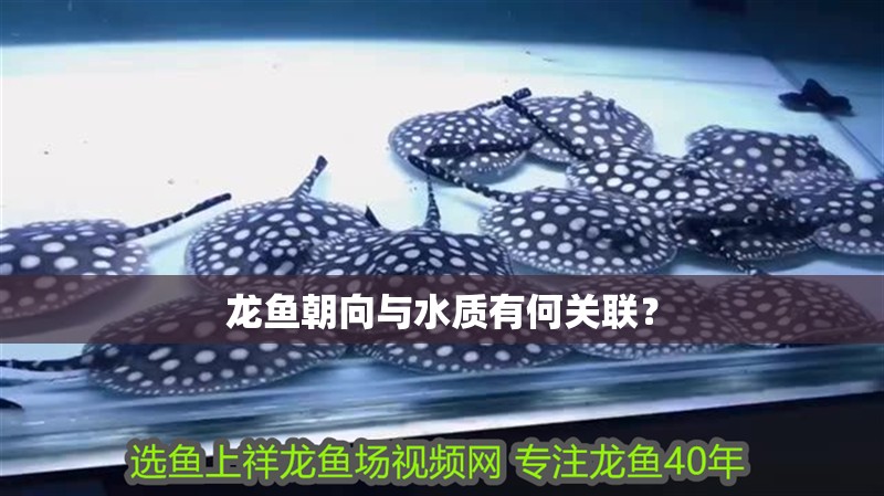 龍魚朝向與水質有何關聯？