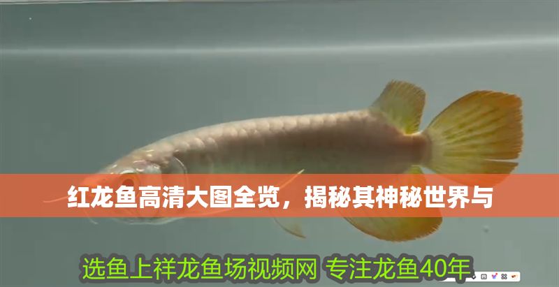 紅龍魚高清大圖全覽，揭秘其神秘世界與