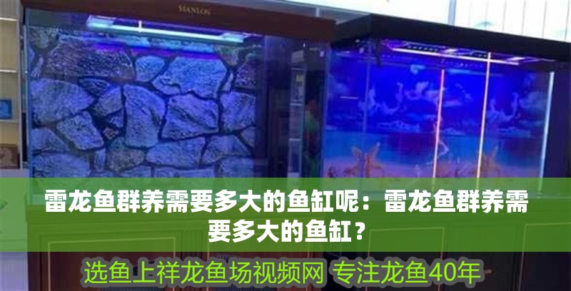 雷龍魚群養需要多大的魚缸呢：雷龍魚群養需要多大的魚缸？
