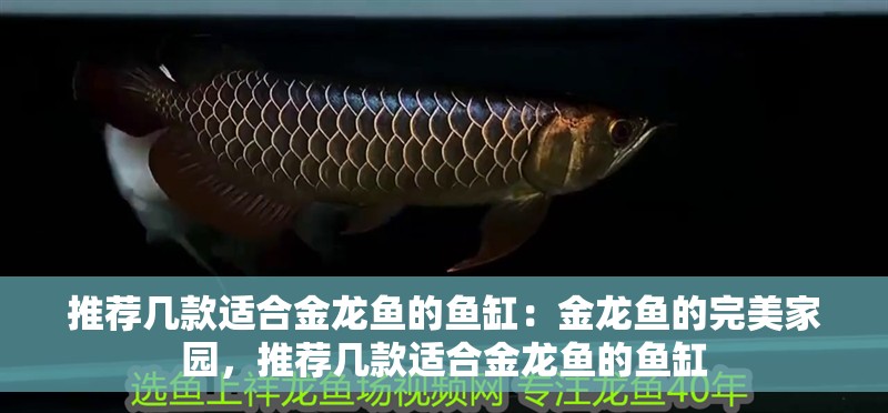 推薦幾款適合金龍魚的魚缸：金龍魚的完美家園，推薦幾款適合金龍魚的魚缸
