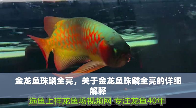 金龍魚珠鱗全亮，關于金龍魚珠鱗全亮的詳細解釋