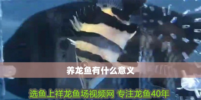 紅龍魚用黃燈烤有用嗎 養(yǎng)龍魚有什么意義 龍魚百科 養(yǎng)龍魚有什么意義 養(yǎng)龍魚有什么意義 龍魚百科