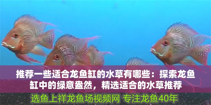 推薦一些適合龍魚缸的水草有哪些：探索龍魚缸中的綠意盎然，精選適合的水草推薦