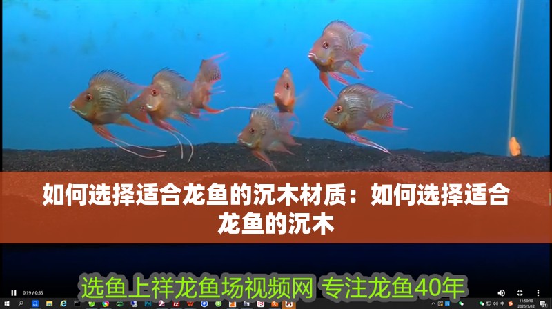 如何選擇適合龍魚的沉木材質：如何選擇適合龍魚的沉木