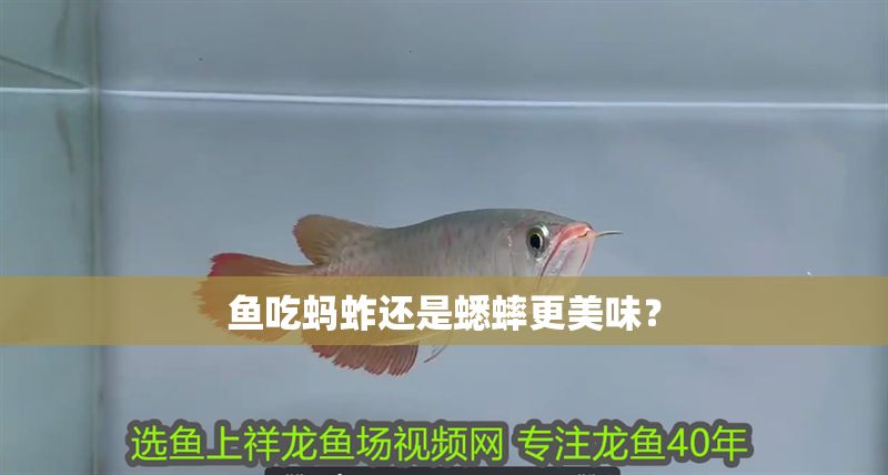 魚吃螞蚱還是蟋蟀更美味？