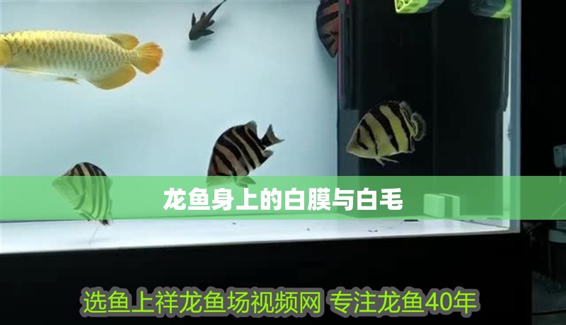 龍魚身上的白膜與白毛