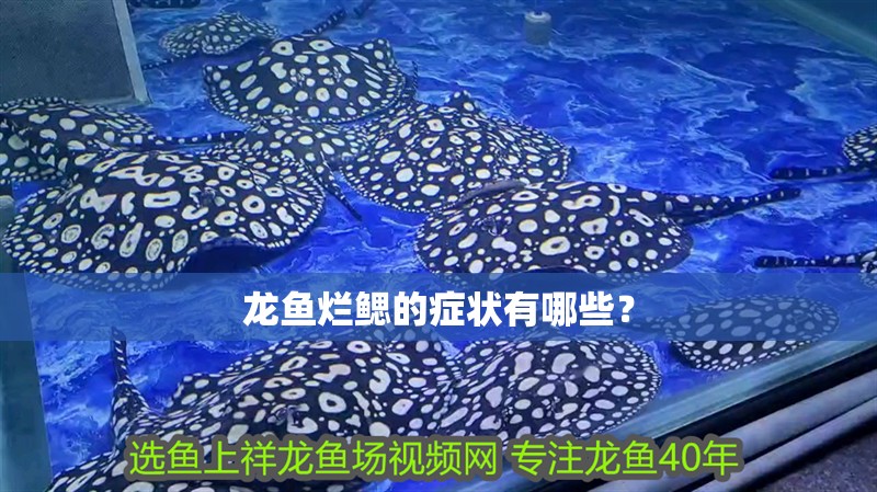 龍魚爛鰓的癥狀有哪些？