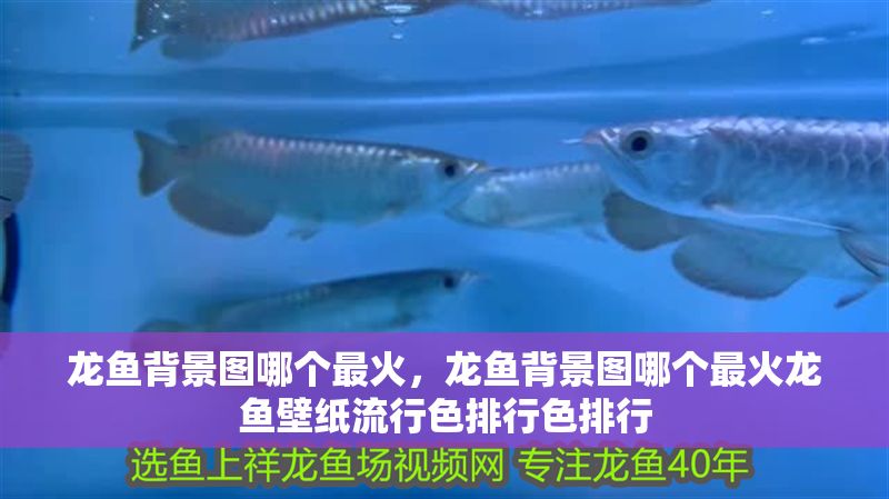 龍魚背景圖哪個(gè)最火，龍魚背景圖哪個(gè)最火龍魚壁紙流行色排行色排行