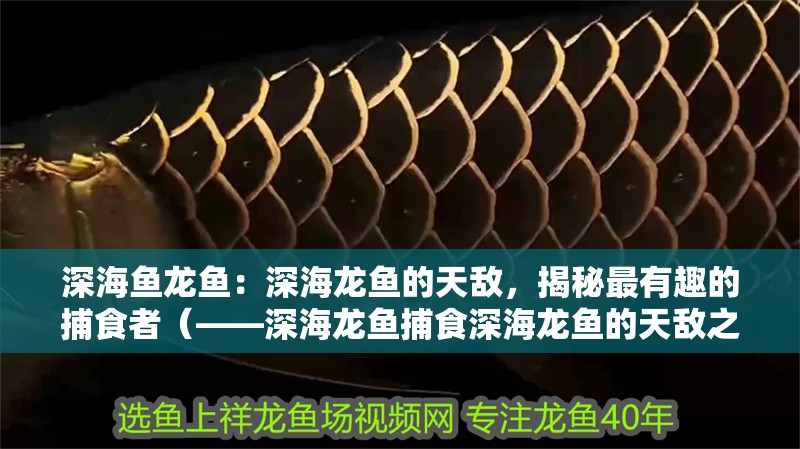深海魚龍魚：深海龍魚的天敵，揭秘最有趣的捕食者（——深海龍魚捕食深海龍魚的天敵之一）