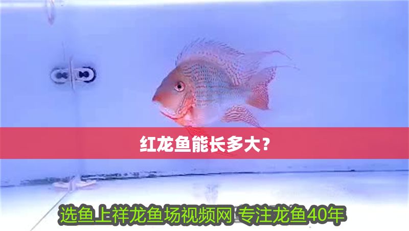紅龍魚能長多大？