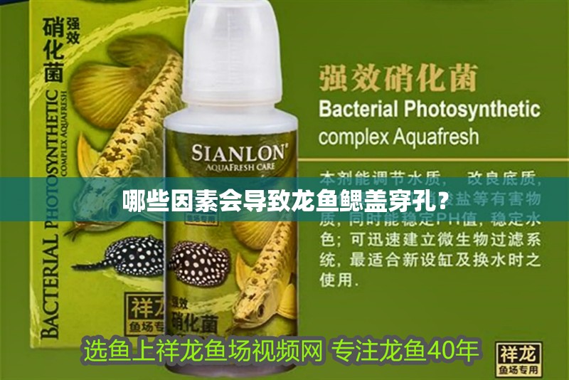 哪些因素會(huì)導(dǎo)致龍魚鰓蓋穿孔？