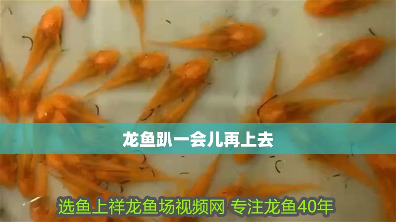 龍魚(yú)趴一會(huì)兒再上去
