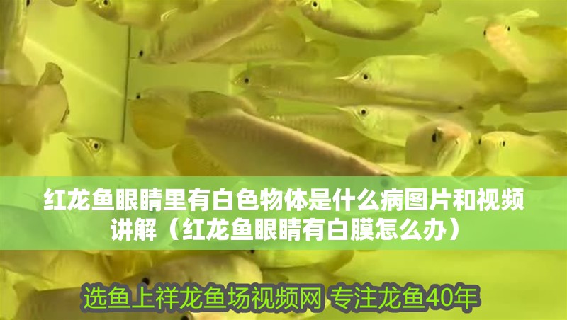 紅龍魚眼睛里有白色物體是什么病圖片和視頻講解（紅龍魚眼睛有白膜怎么辦）